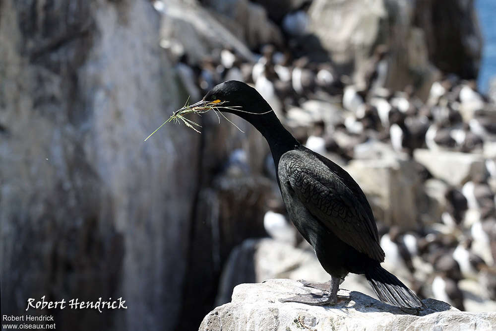 European Shagadult, Reproduction-nesting