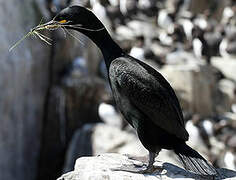 European Shag