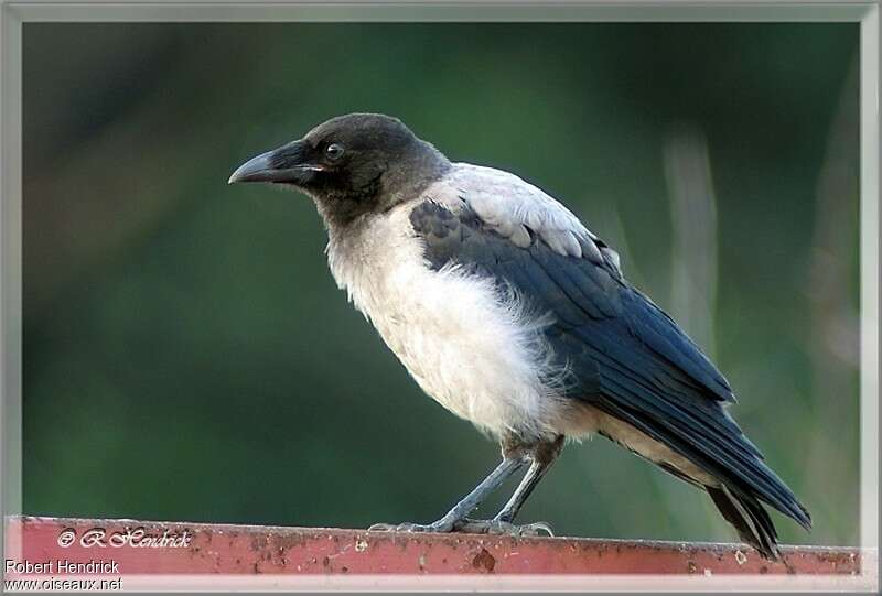 Hooded Crowjuvenile, identification