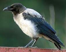 Hooded Crow