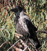 Hooded Crow