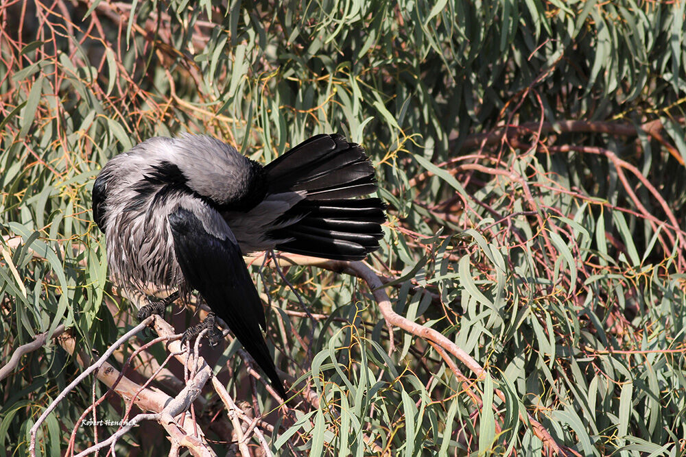 Hooded Crow