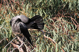 Hooded Crow