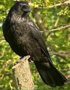 Carrion Crow