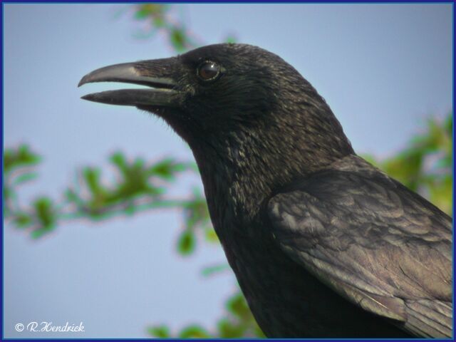 Carrion Crow