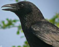 Carrion Crow