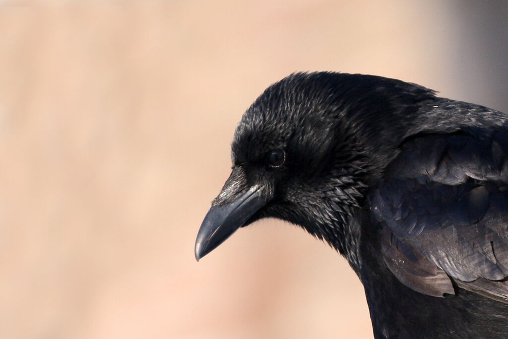 Carrion Crow