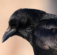 Carrion Crow