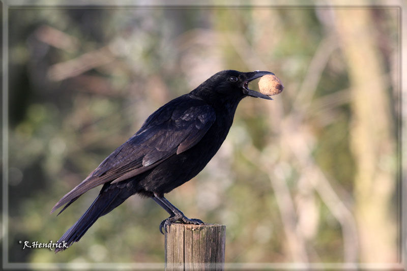 Carrion Crow