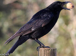 Carrion Crow