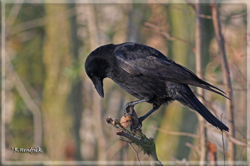 Carrion Crow