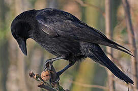 Carrion Crow