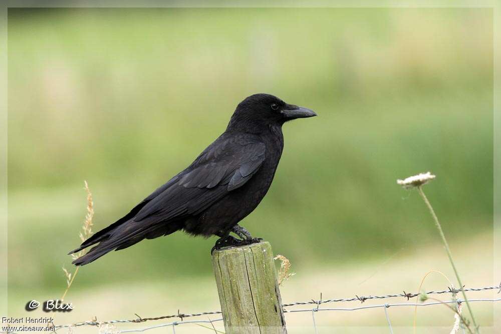 Corneille noire, identification