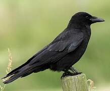 Carrion Crow