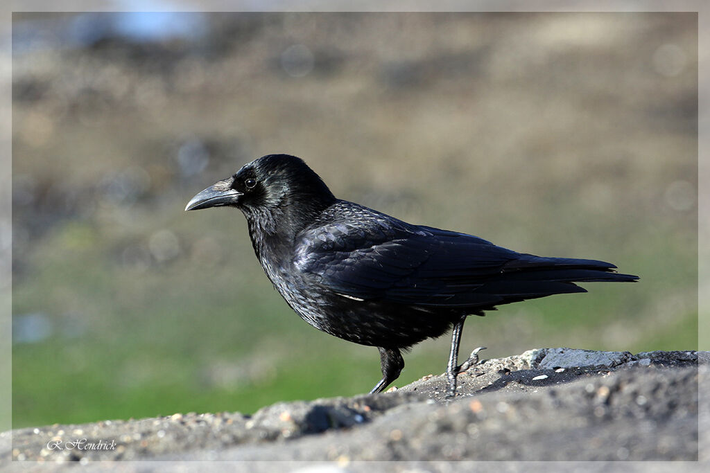 Corneille noire