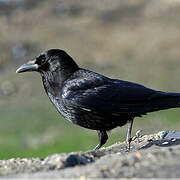 Carrion Crow