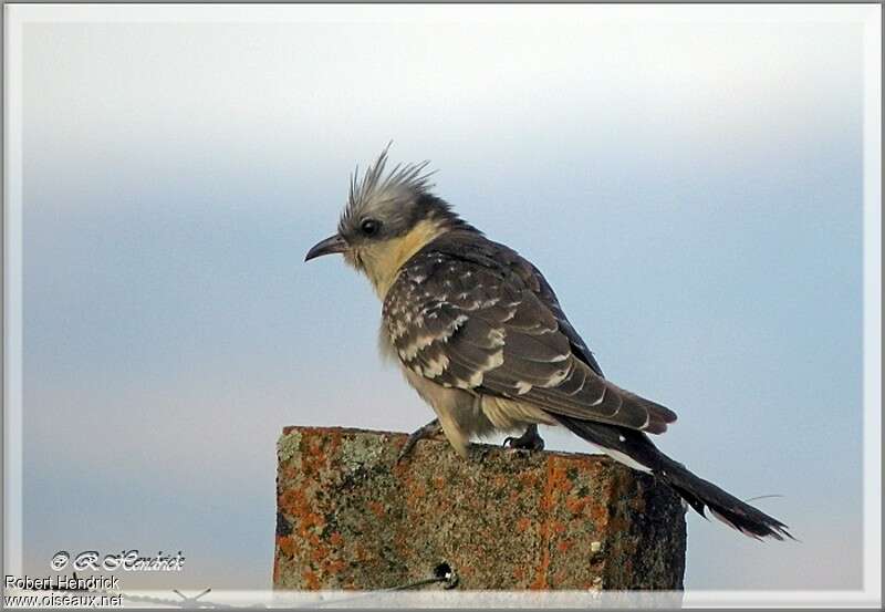 Great Spotted Cuckooadult, identification