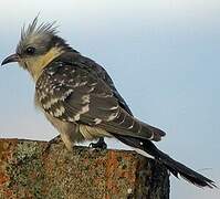 Great Spotted Cuckoo