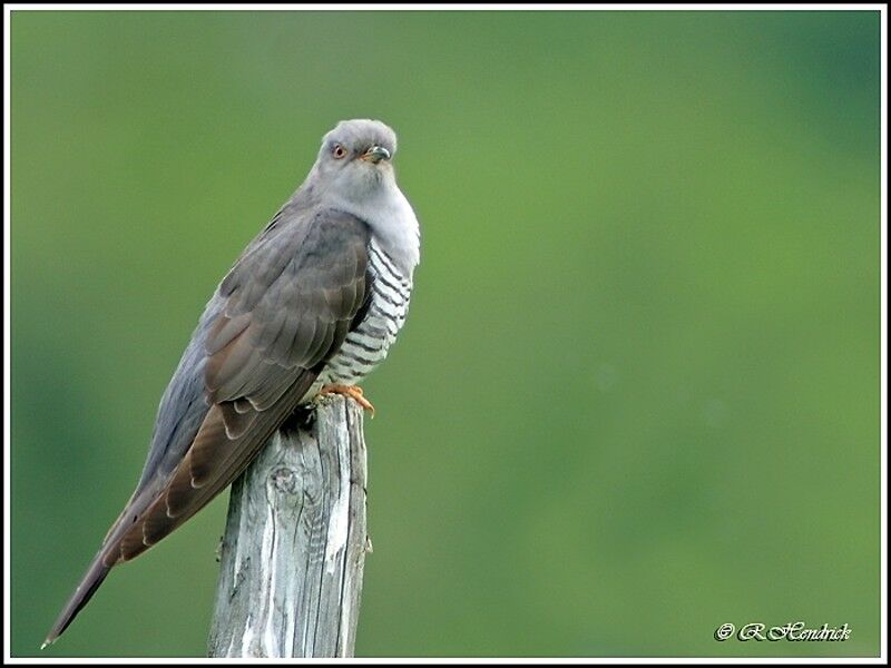 Common Cuckoo