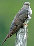 Common Cuckoo