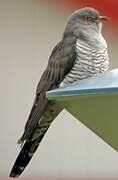 Common Cuckoo