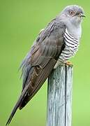 Common Cuckoo