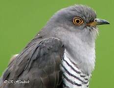 Common Cuckoo