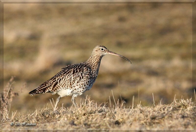 Eurasian Curlew