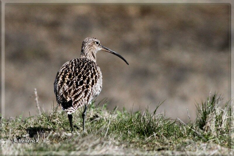 Eurasian Curlew