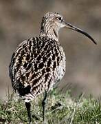 Eurasian Curlew