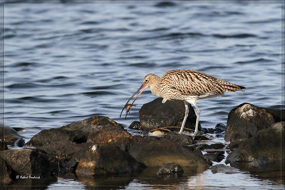 Eurasian Curlew