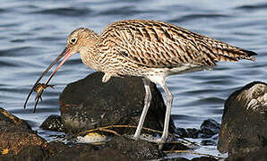 Eurasian Curlew