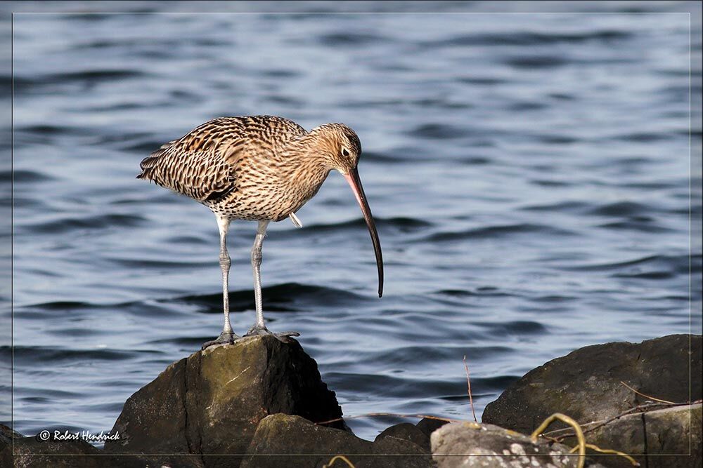 Eurasian Curlew