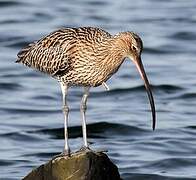 Eurasian Curlew