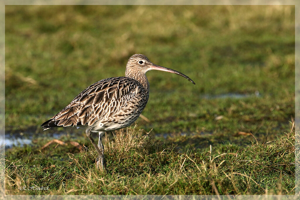 Eurasian Curlew