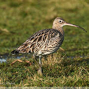 Eurasian Curlew