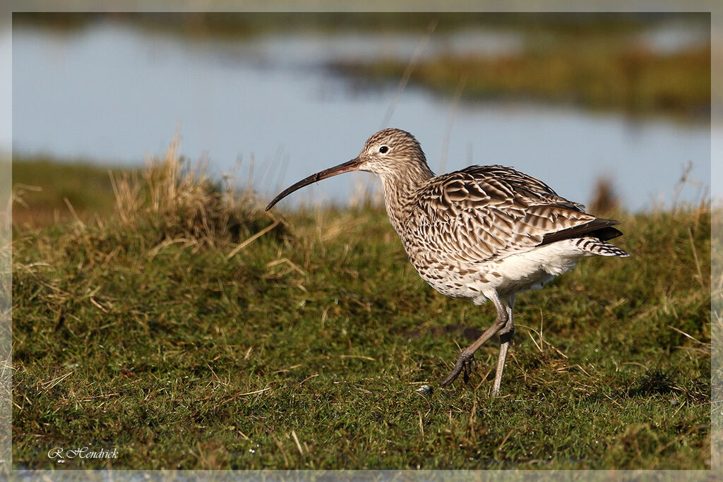 Eurasian Curlew