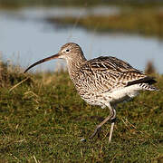 Eurasian Curlew