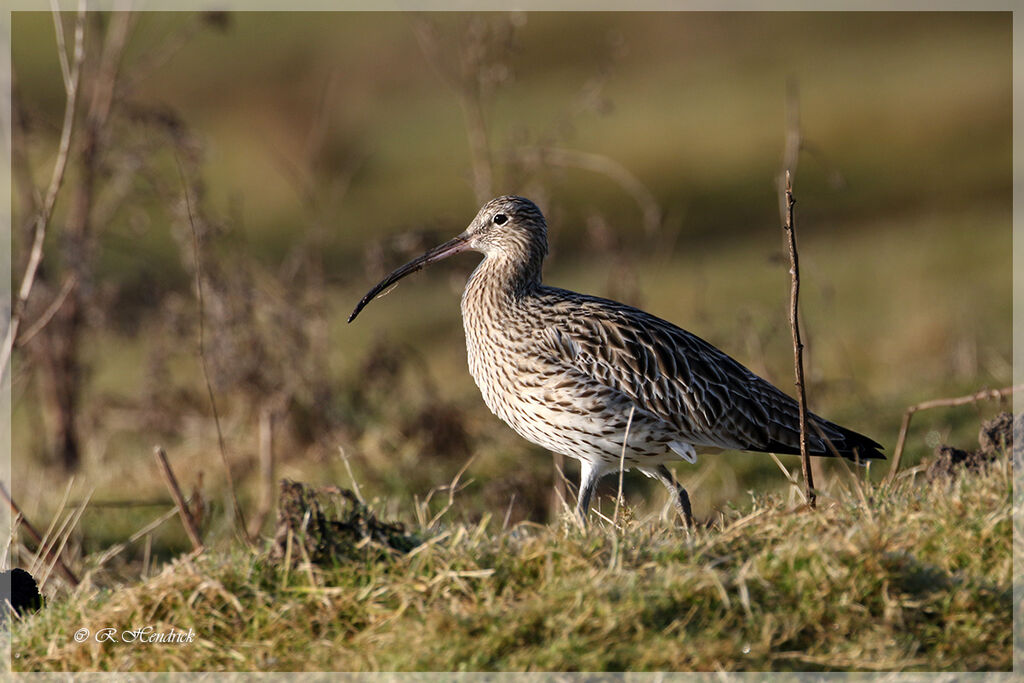 Eurasian Curlew