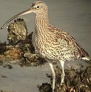 Eurasian Curlew