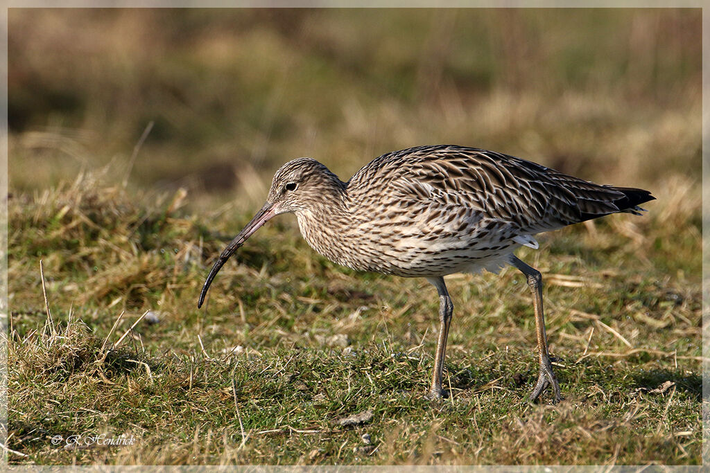 Eurasian Curlew