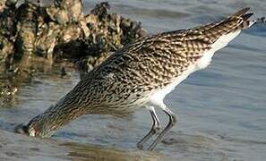 Eurasian Curlew