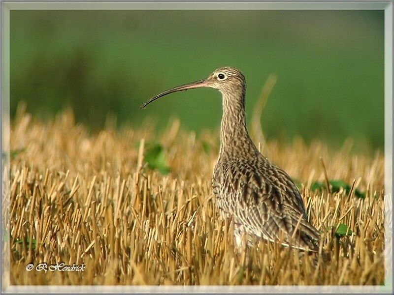 Eurasian Curlew