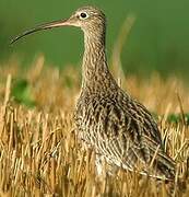 Eurasian Curlew