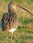 Eurasian Curlew