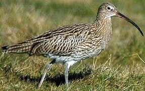 Eurasian Curlew