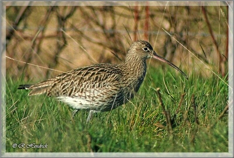 Eurasian Curlew