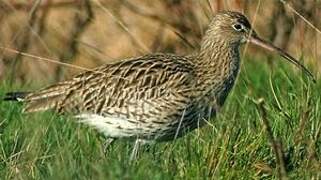 Eurasian Curlew