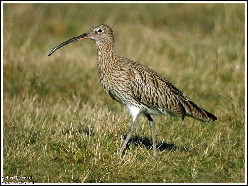 Eurasian Curlew male adult, identification