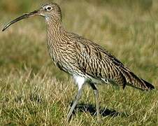 Eurasian Curlew